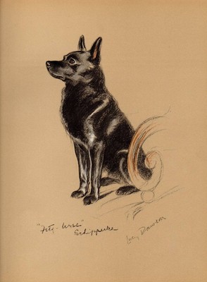 Original 1937 Lucy Dawson Vintage Farbe Hundedruck Peter The Schipperke