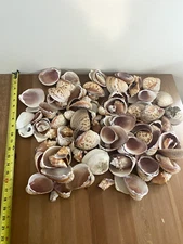 LOT 10 Pounds Natural Sea Shells Seashells Crafting Decor Assorted Sizes