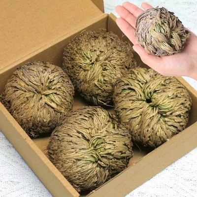 4-pack Large Premium Dried Rose of Jericho, Selaginella Resurrection Grass