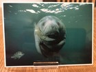 Postcard Unused California, San Diego- West Indian Manatee, Scripps Institutio