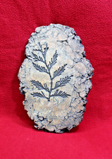 Perfect Carboniferous Mariopteris hirta liana climber fern fossil plant-Art