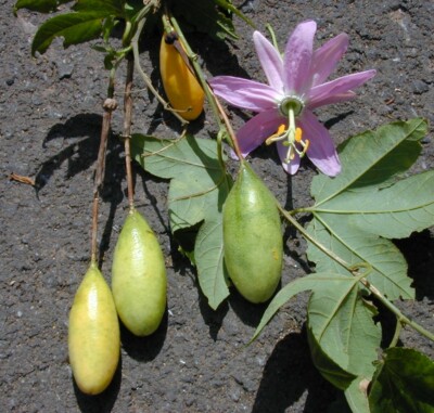 SAMEN Saat exotische Pflanze Banane Passions Frucht Kbelpflanze Sommer  Frchte | eBay.de