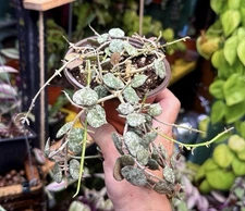 Hoya Curtisii- Exact Plant- In 4” Pot