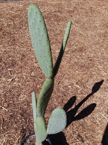 1 Steckling Opuntia ficus indica decumana, Kaktusauflage rote Früchte Kaktusfeige Nopal - Bild 7 von 7