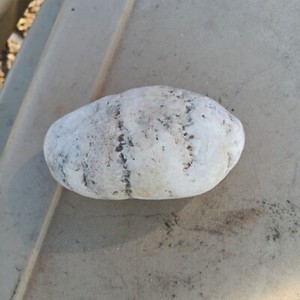 prehistoric fossilized sea turtle egg