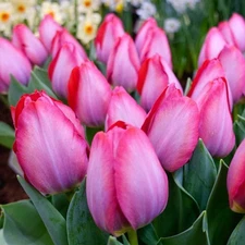25 - PINK SOUND Triumph Tulip Flower Bulbs  * FANTASTIC for CUT FLOWERS