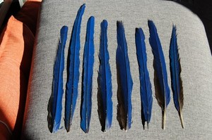 8 Large 14-19" Rare Hyacinth Macaw Feathers- Blue- Craft Grade- Natural Molt