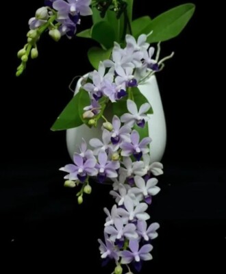 Phal. Tzu Chiang Sapphire 