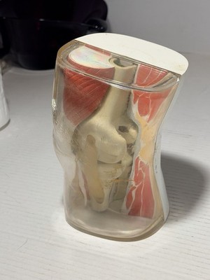 Vintage 1962 Plastic Knee Model Merck & Co Medical Scale Model