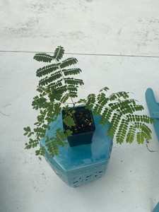 Royal-Poinciana-Demonic-Regia-Spectacular-Orange-Flowering-Beautiful-Tree