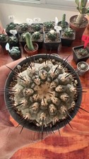 6-8cm Thelocactus bicolor Copiapoa cinerea  WYSIWYG GardenGrafted Having roots