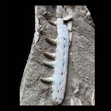 Mosasaurio natural mandíbula espécimen de Marruecos, cráneo de mosasaurio parcial mandíbula de dinosaurio