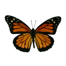 Danaus plexippus Mariposa Monarca alas Cerradas Macho o Hembra