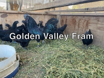 #ad #ad Chicken Hatching Eggs 12 Assortment  $40.00