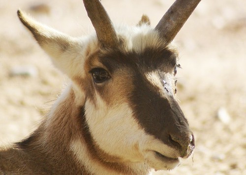Pronghorn Antelope Taxidermy Reference Photo Cd - Afbeelding 1 van 3