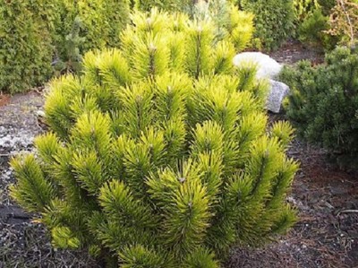 Pinus mugo Carstens Winter Gold Dwarf mountain Pine grafted in 14cm pot  bonsai | eBay UK