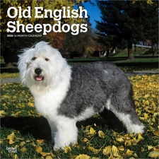 BrownTrout,  Old English Sheepdogs 2026 Wall Calendar, 12'' X 12'', 16-Month Cal