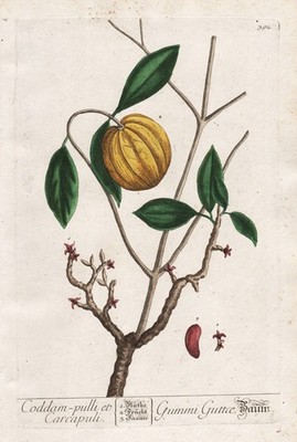 Malabar-Tamarinde Gambooge Tree Carcapuli herbs Blackwell Kräuterbuch engraving
