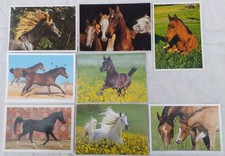 8 Pferde Postkarten, Araber - Großformat, meist unbeschrieben