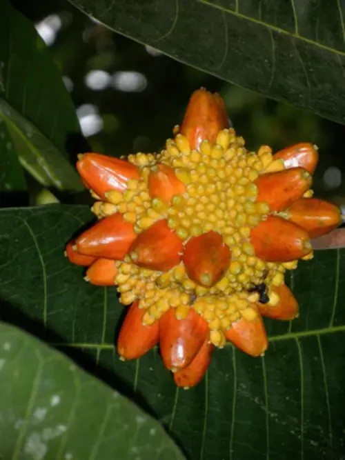 Prainea limpato