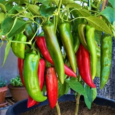 New Mexico Big Jim Chili Pepper 15 Seeds- NuMex Hatch Ristra