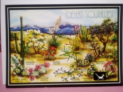 (3) different US Southwest desert flowers plants Prickly Pear cactus Ocotillo 