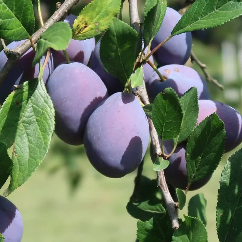 Prunier Quetsche d'Italie violette, arbre fruitier Prunus domestica en pot de 5L