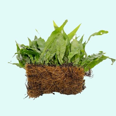 BUY 2 GET 1 FREE Java Fern Mat (Microsorum) on FULL Mat Aquarium Plants