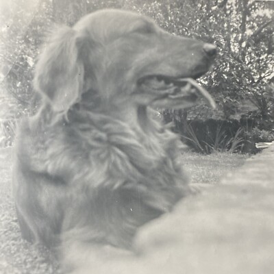 1958 Close Up of Dogs Face Outdoors Outside Trees Forest Original Photo P17h27