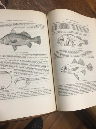 (1928) BUREAU OF FISHERIES, FISHES OF CHESAPEAKE BAY. Small Map, plates, illus. - Picture 15 of 23