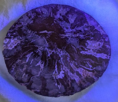 Polished Ammonite Fossil Plate - Genuine Moroccan Devonian Specimen