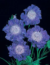 Scabiosa  caucasica Fama Deep Blue     100 seeds