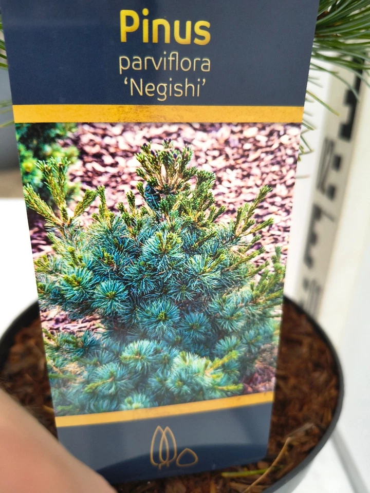 Pinus parviflora Negishi 45–55 cm Japanische Mädchenkiefer Bonsai winterhart - Bild 4 von 4