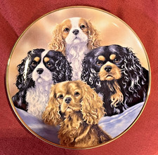 Four Kings Cavalier King