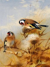 BULLFINCHES A. Thorburn birds grass Tile Mural Kitchen Backsplash Marble Ceramic