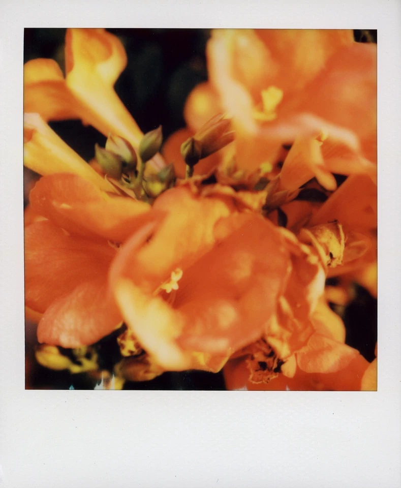 Polaroid Color SX-70 Film 12/24 COLD STORED - Image 2 of 4