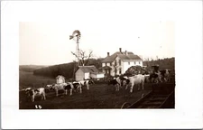 RPPC Dairy Farm with Cattle, Livestock, Cows - Photo Postcard c1907-1929