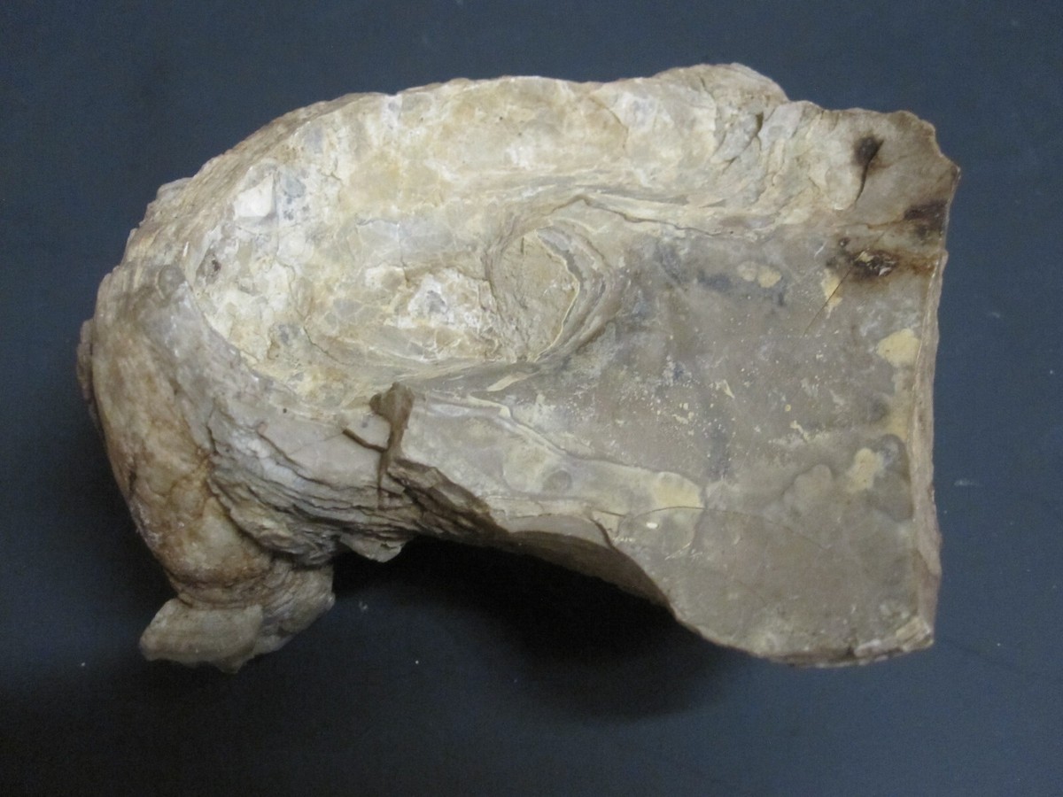 Fossilized Oyster Shell – 4