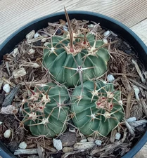 Echinocactus texensis Horse Crippler Cactus Multi-Head 178