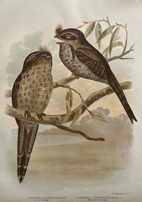 GRACIUS BROINOWSKI AUSTRALIAN ANTIQUE BIRD LITHO ''MARBLED PODARGUS'' 1890