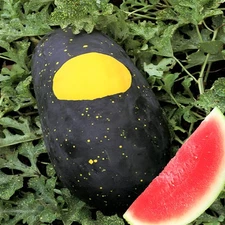 30 Heirloom Moon&Stars Red Watermelon Seeds - HUGE Up To 30lb Super Sweet Melon