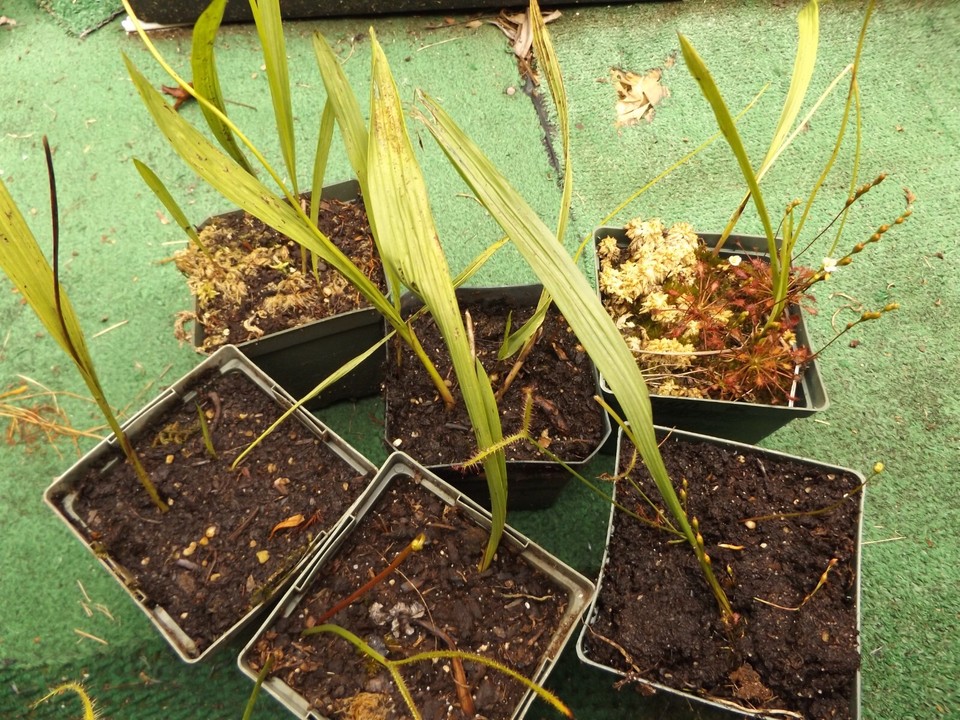 Calopogon tuberosus, grass pink bog orchids, live plants/bulbs, Zone 4