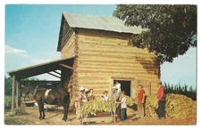 Harvesting Tobacco c1950's horse, leaves on sticks, barn