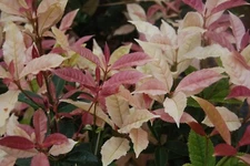 Noble Lady Fragrant Tea Olive ( Qiannan Guifei ) - Live Plant - ( 1 QT )