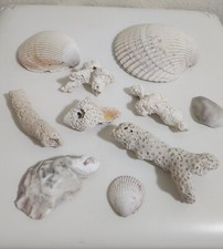 Corral oceánico fosilizado y conchas marinas 10 piezas en total • 001