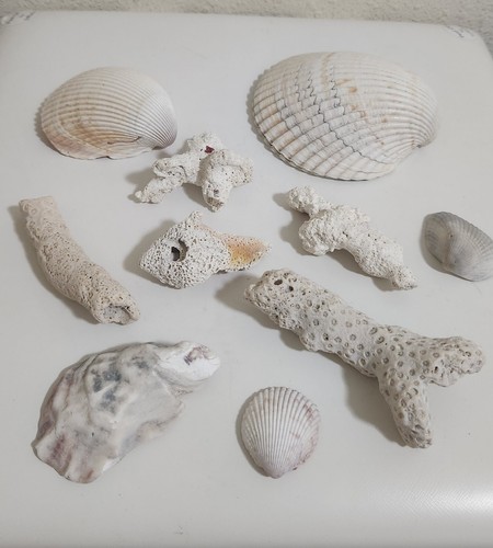 Fossilized Ocean Corral 5 pcs and Seashells • 5pcs.     001
