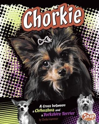 Chorkie : A Cross Between a Chihuahua and a Yorkshire Terrier She