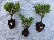 10 Young Juniper Bonsai Procumbens Nana Tree Train RESELL Craft Show 4-5" Tall