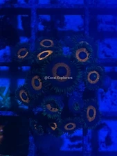 CE- WYSIWYG Whammin Watermelon Zoa Zoanthid Frag Live Coral LPS SPS #R1GI13