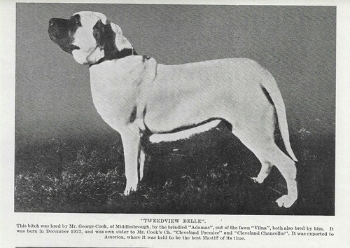 Mastiff "Belle" - 1934 Vintage Dog Art "Photo" Print - MATTED 